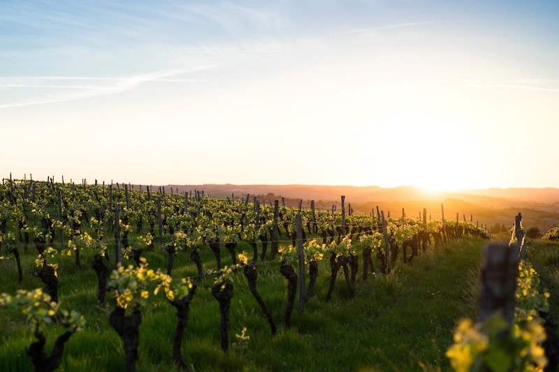 France vineyard