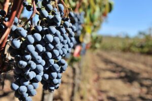 Portuguese wine vineyard